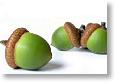 GreenAcorn1